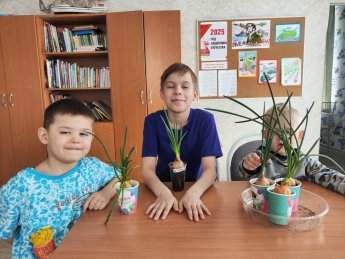 Сами вырастим лучок!