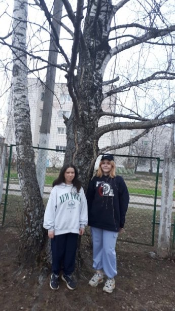 Береза-символ России